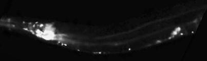C02C6.1a_BC13292_GFP_a-1_1.jpg