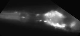 C02C6.1a_BC13292_GFP_a-1_2.jpg