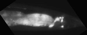 C02C6.1a_BC13292_GFP_a-2_1.jpg