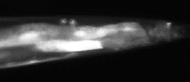 JC8.3a_BC14251_GFP_a-1_1.jpg