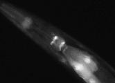 JC8.3a_BC14251_GFP_a-3_1.jpg