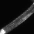 JC8.3a_BC14251_GFP_l-1_1.jpg