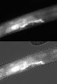 JC8.3a_BC14251_GFP_l-2_1bi.jpg